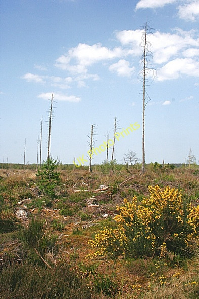 Photo 6"x4" Darnaway Forest Conicavel c2008
