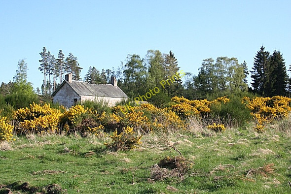 Photo 6"x4" Ruined Cottage Logie\/NJ0150 c2008