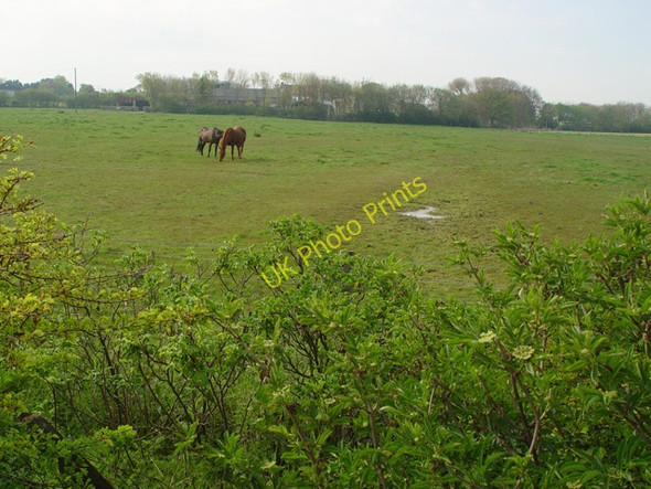 Photo 6"x4" Pasture with Horses, Ulrome, East Yorks. East End\/TA1757 c2008
