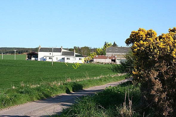 Photo 6"x4" Blackhillock Farm Califer c2008