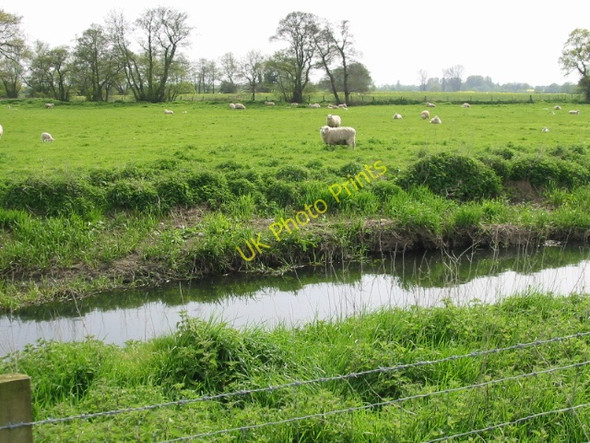 Photo 6"x4" Sheep on the southern side of the Great Stour Naccolt c2008