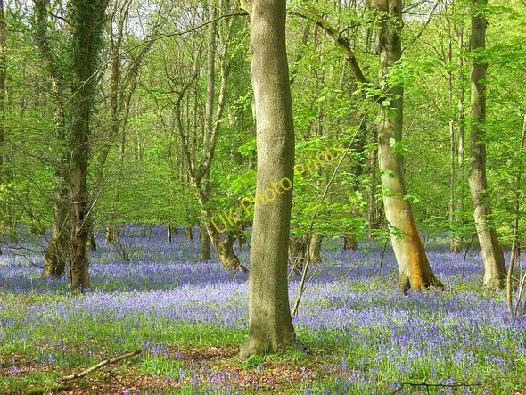 Photo 6"x4" High Wood, Harpsden Harpsden Bottom c2008