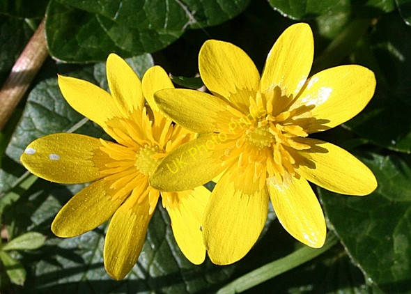 Photo 6"x4" Lesser Celandine (Ranunculus ficaria) Whitehills\/NJ6565 c2008