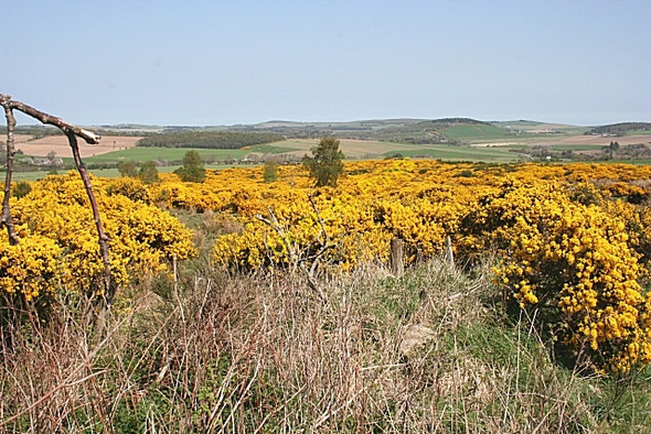 Photo 6"x4" Whins at Turtory Greenfold\/NJ6049 c2008