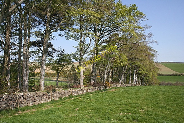 Photo 6"x4" Shelter Belt Inverkeithny c2008