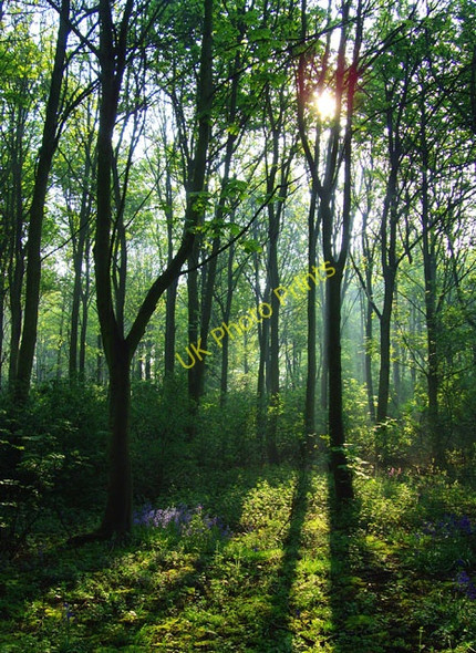 Photo 6"x4" Woods near Bishop Burton Bishop Burton c2008