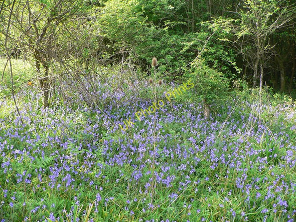 Photo 6"x4" Orley Common - bluebells Torbryan c2008