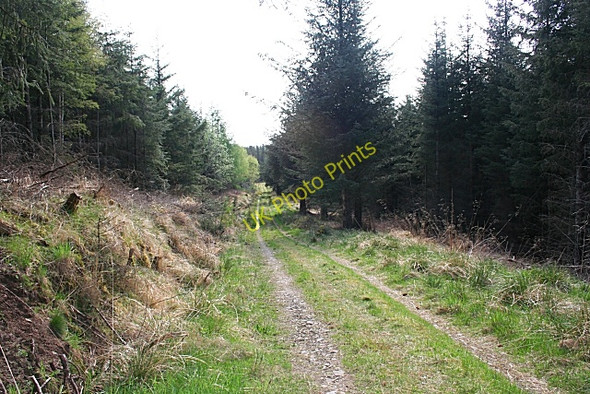 Photo 6"x4" Kinnoir Wood Huntly c2008