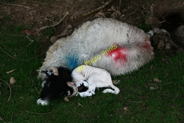 Photo 6"x4" Ewe and Lamb at New Close Allotments Conistone c2008