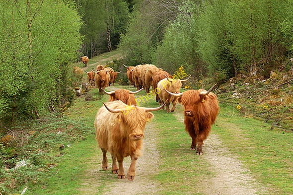 Photo 6"x4" Highland Cattle Faichem c2008