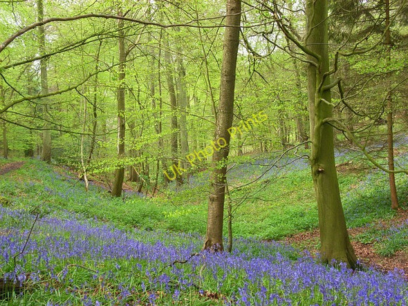 Photo 6"x4" College Wood Greenfield\/SU7191 c2008