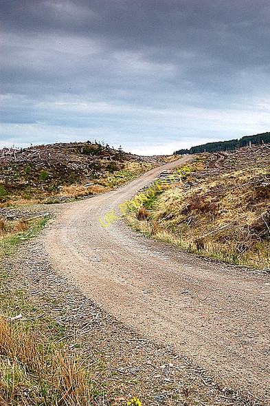 Photo 6"x4" Forest Road Leac Ladaidh c2008
