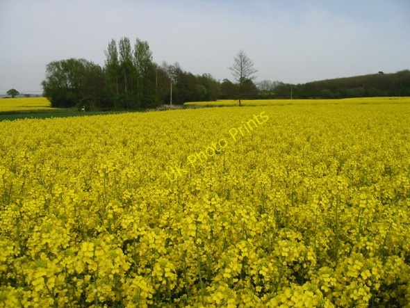 Photo 6"x4" More oilseed rape Willesborough Lees c2008