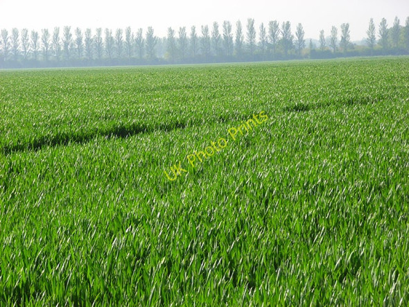 Photo 6"x4" Wheat, Ruscombe Hare Hatch c2008
