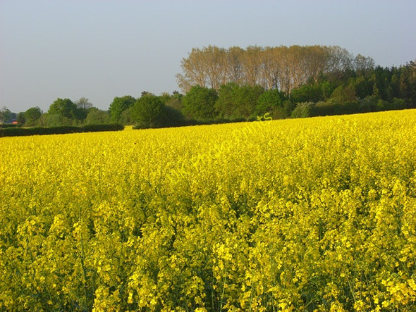 Photo 6"x4" Farmland, Shurlock Row Hungerford\/SU8274 c2008 P1