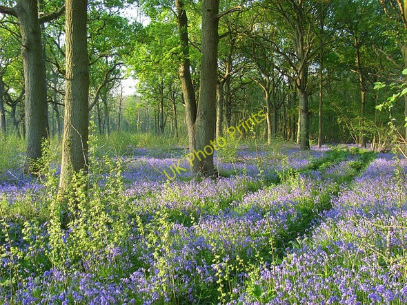 Photo 6"x4" Surrells Wood Hungerford\/SU8274 c2008