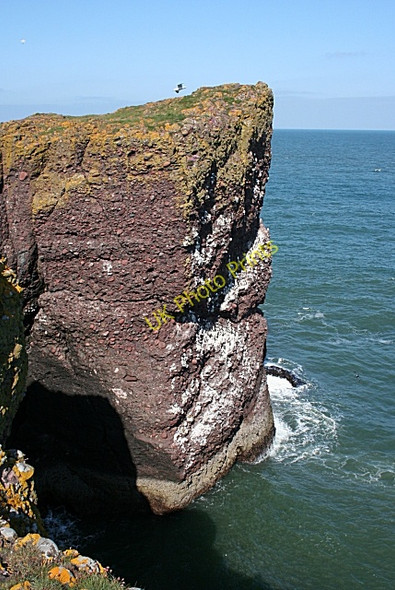 Photo 6"x4" Seabird City Catterline c2008