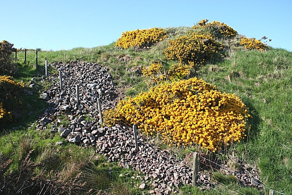 Photo 6"x4" Boulders and whins Inverbervie c2008