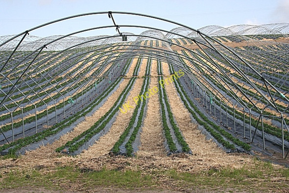Photo 6"x4" Strawberry Fields Kinfauns c2008