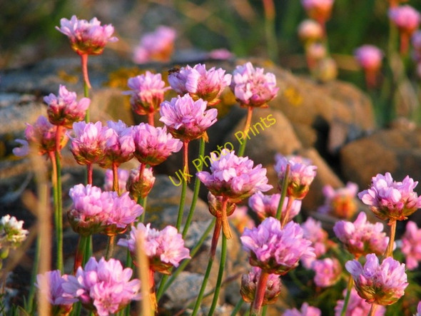 Photo 6"x4" Wild flowers, Ballymacormick Point [1] Groomsport c2008