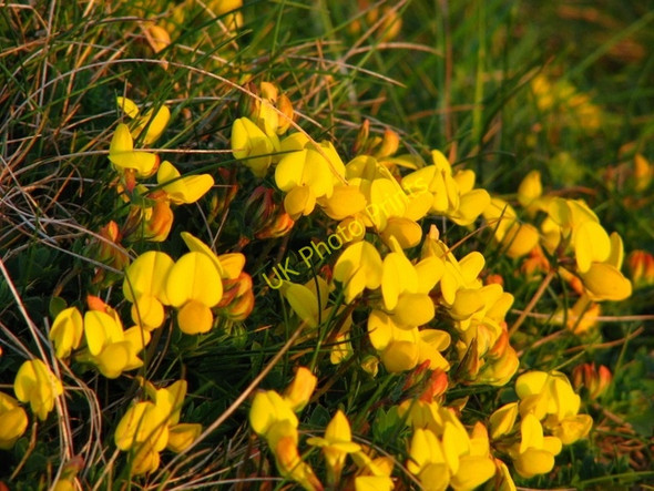 Photo 6"x4" Wild flowers, Ballymacormick Point [2] Groomsport c2008