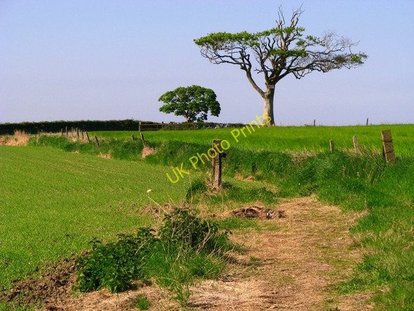 Photo 6"x4" Track near Bangor [2] Crawfordsburn c2008