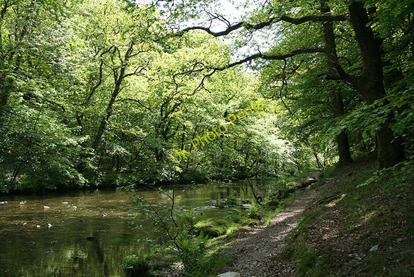 Photo 6"x4" Buckland Monachorum: river Walkham 1 Grenofen c2008
