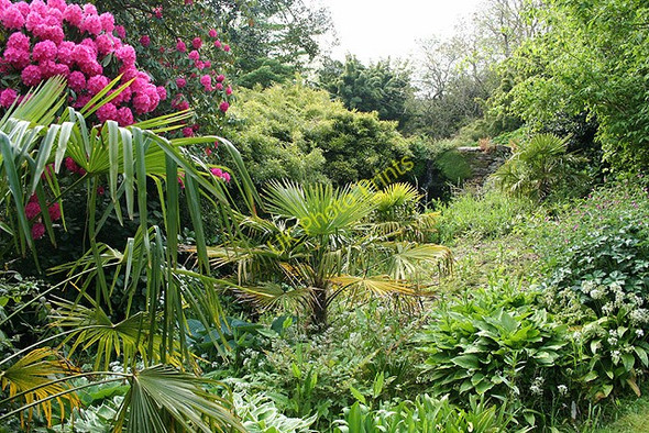 Photo 6"x4" Kingswear: garden at Coleton Fishacre 2 Kingston\/SX9051 c2008
