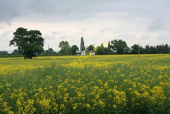 Photo 6"x4" Rape Field Church End\/SO8341 c2008