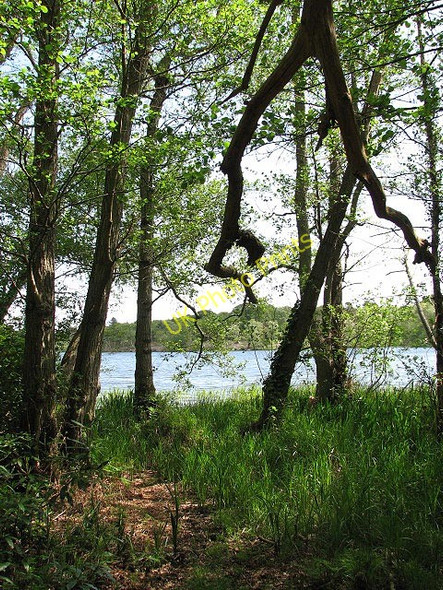 Photo 6"x4" Fritton Decoy viewed from footpath Browston Green c2008