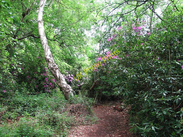 Photo 6"x4" Path through Fritton Wood Browston Green c2008