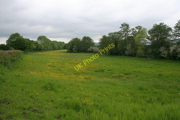 Photo 6"x4" Buttercup meadow Church End\/SO8341 c2008