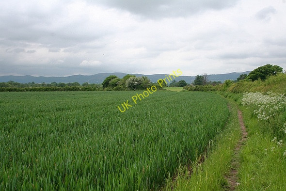 Photo 6"x4" The path to Gilbert's End Church End\/SO8341 c2008