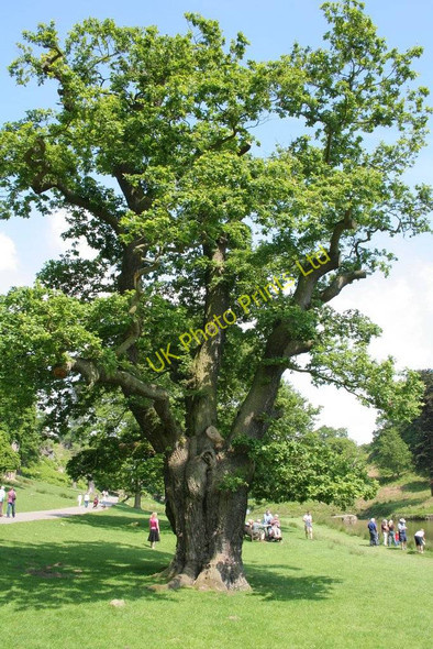 Photo 6"x4" Oak Tree, Bradgate Country Park Newtown Linford\/SK5109 c2007