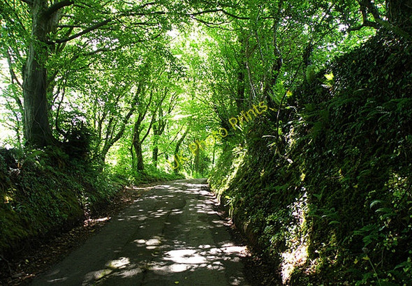 Photo 6"x4" Country Lane Broadlay c2008