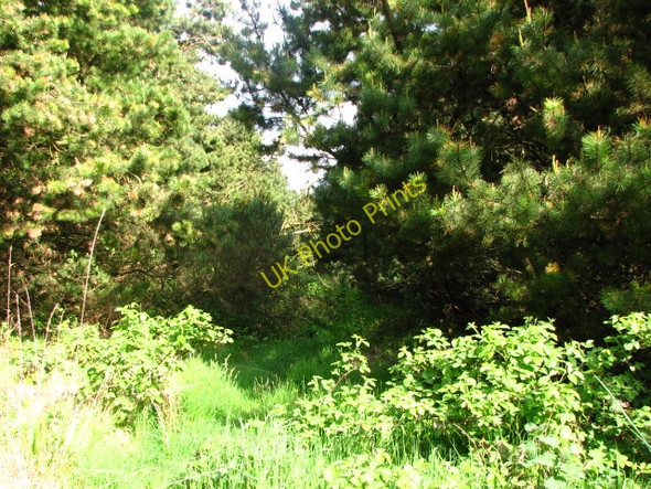 Photo 6"x4" End of road Moss-Side\/D0135 c2008