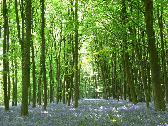 Photo 6"x4" Dodsley Wood East Stratton c2008