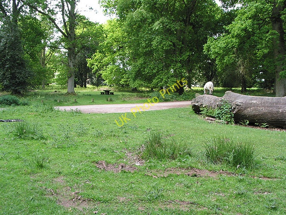 Photo 6"x4" Picnic area near Speech House, Forest of Dean Cannop c2008