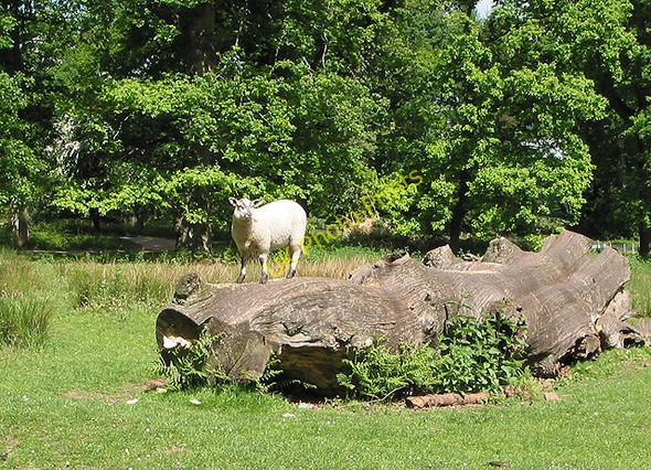 Photo 6"x4" A lamb on a log, Forest of Dean Cannop c2008