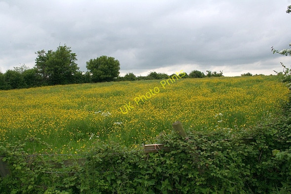 Photo 6"x4" Buttercup meadow Church End\/SO8341 c2008