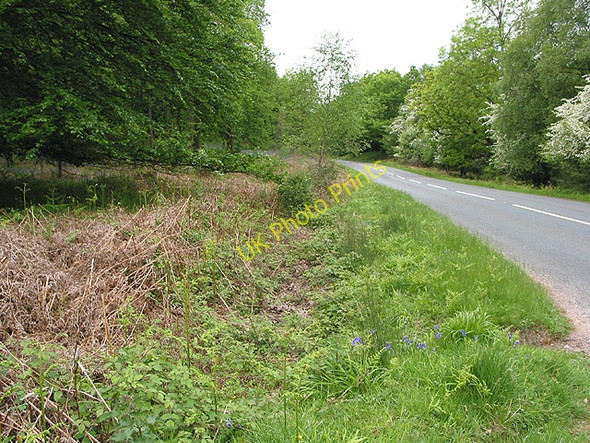 Photo 6"x4" Through the forest to Parkend Parkend\/SO6108 c2008
