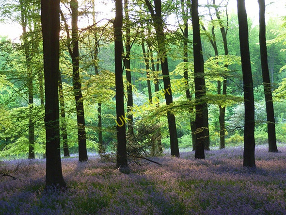 Photo 6"x4" Micheldever Wood East Stratton c2008