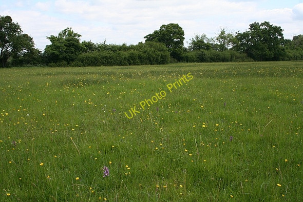 Photo 6"x4" Orchids near Rye Street Rye Street c2008