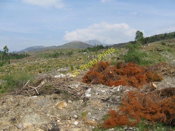 Photo 6"x4" Cleared forestry with Ben Nevis in distance Blarmachfoldach c2008