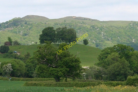 Photo 6"x4" Commemorative hill top trees, Coombe Green Birts Street c2008