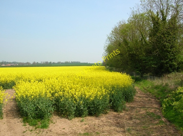 Photo 6"x4" Rape near Etton Fields Farm Gardham c2008