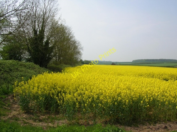 Photo 6"x4" Rape next to Etton Fields Farm Gardham c2008