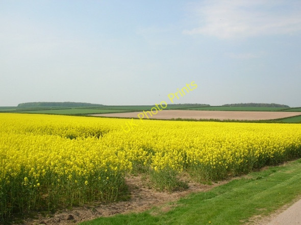 Photo 6"x4" Rape along the lane to Etton Fields Farm Gardham c2008