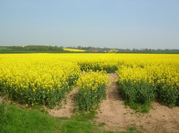 Photo 6"x4" Over rape to Etton Gardham c2008