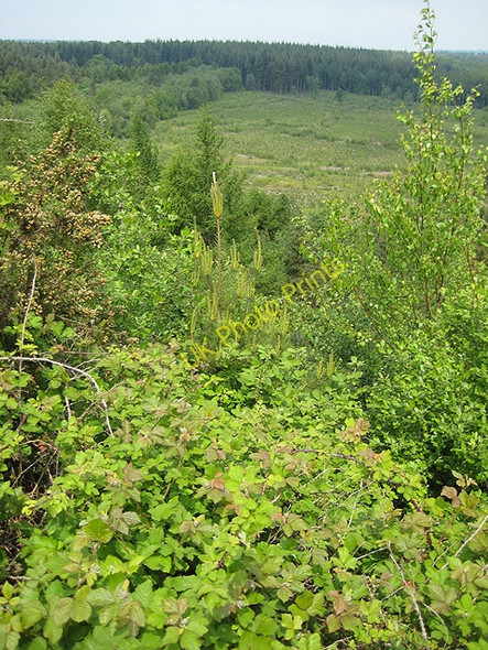 Photo 6"x4" View over the forest from New Fancy View Parkend\/SO6108 c2008